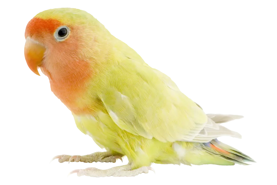 Premium Original BIRDS by AUTHENTIQ